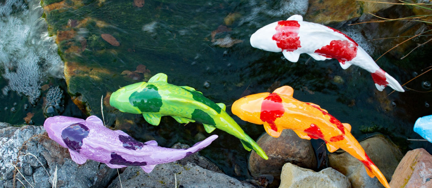 Garden Fish – Koi