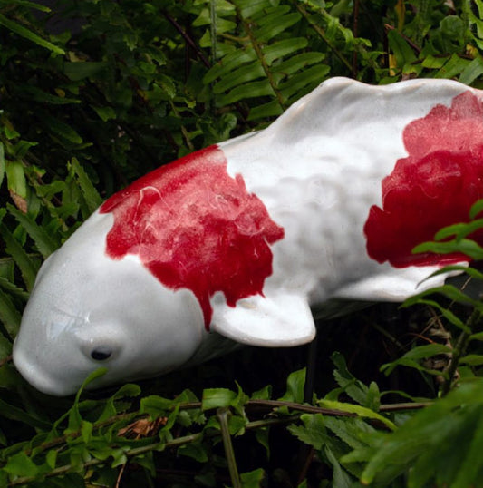 Garden Fish – Koi