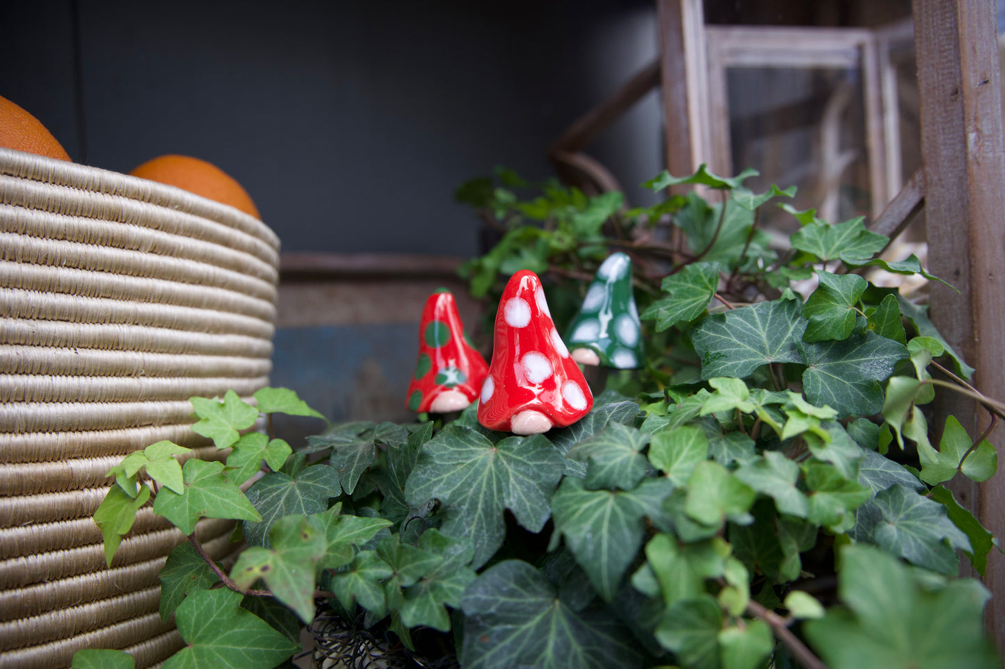 Christmas Gnomyz Seasonal Assortment (12-Piece Pack)