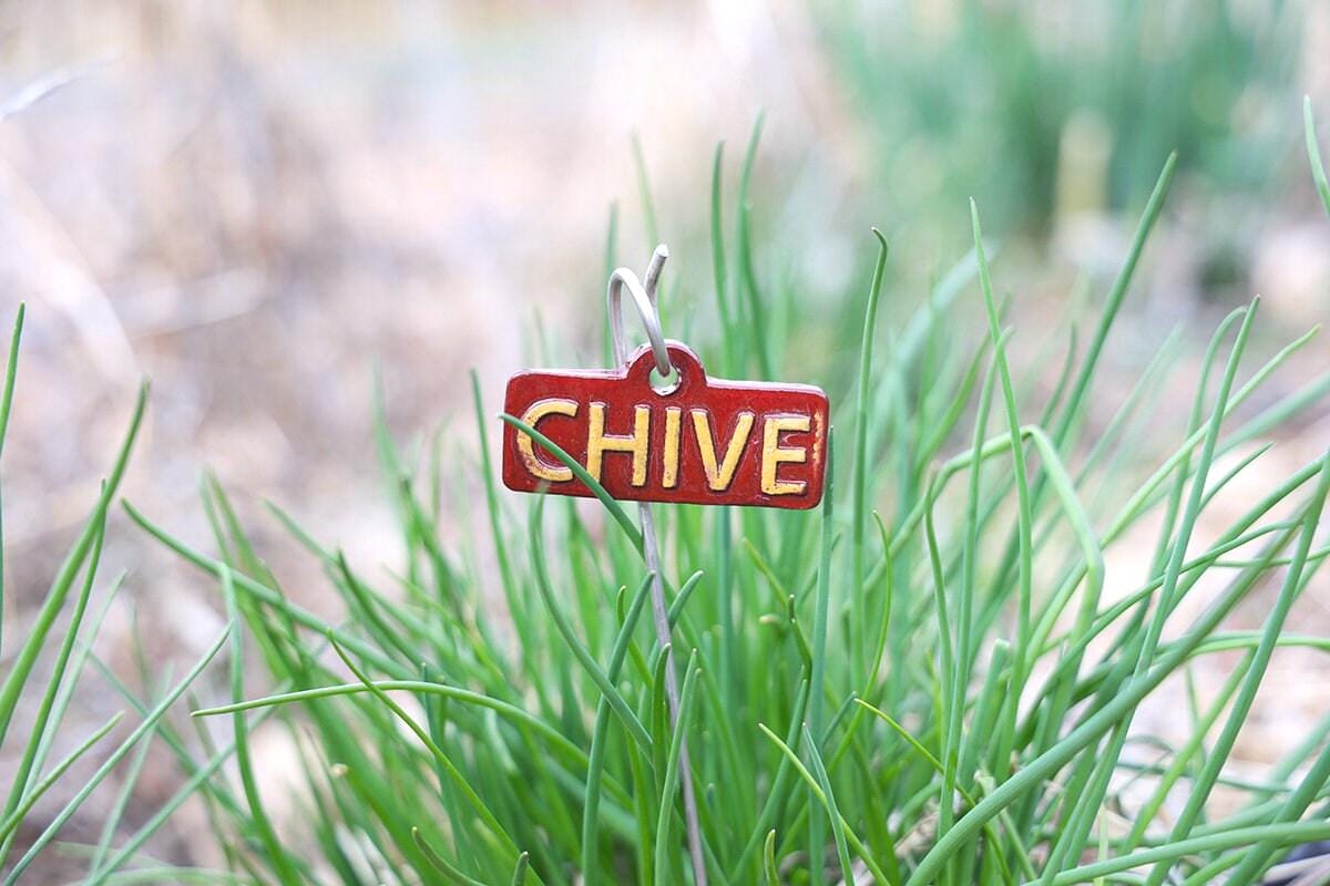 Garden Markers – Herbs (50-Piece Pack)